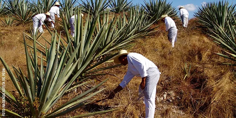 Henequenales-cosecha-henequen-by-Hacienda-Sotuta-de-Peon