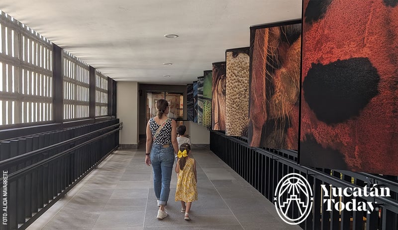 Museo-de-la-Luz-exhibicion-Insectos--Extintos-y-en-peligro-3-by-Alicia-Navarrete-