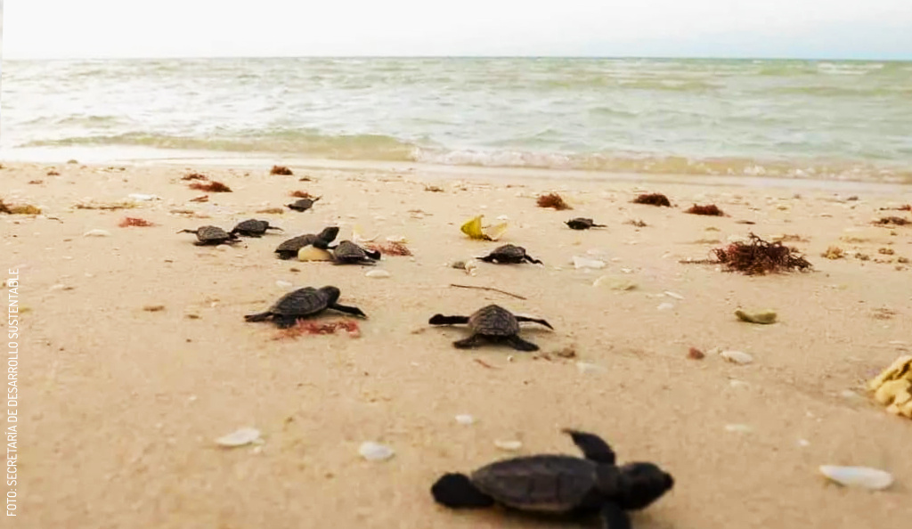 Cómo ayudar a las tortugas marinas de las playas de Yucatán