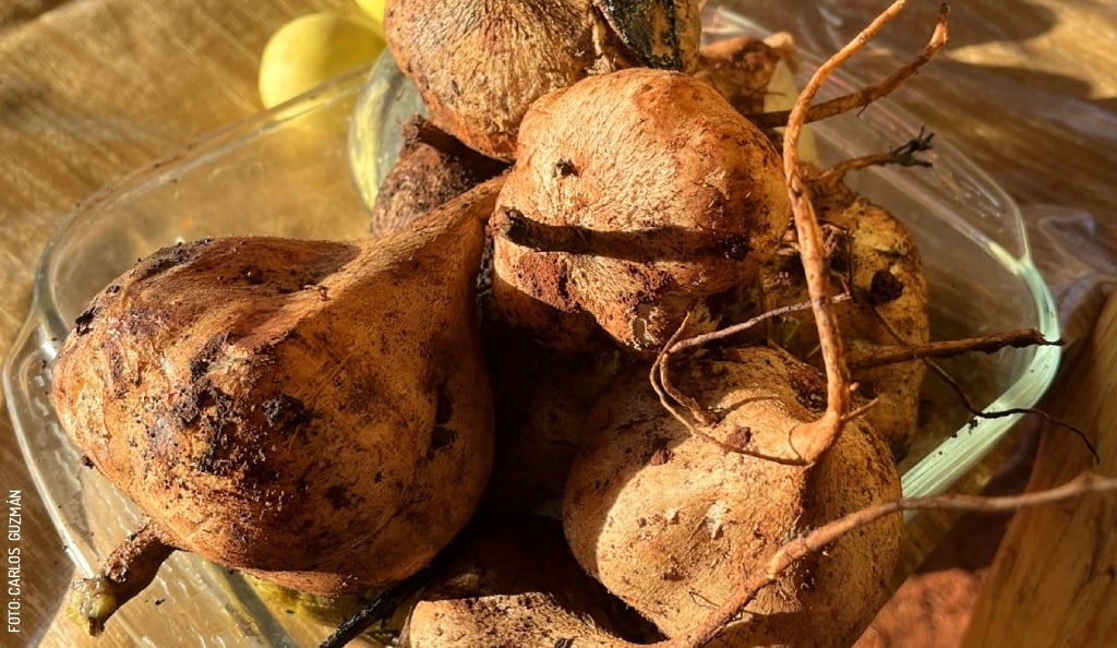 2411 Feria de la Jicama Maxcanu Jicama by Carlos Guzman slogo