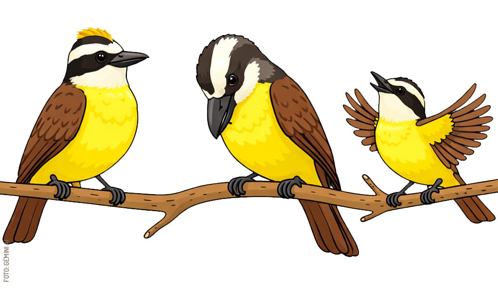 <span id="hs_cos_wrapper_name" class="hs_cos_wrapper hs_cos_wrapper_meta_field hs_cos_wrapper_type_text" style="" data-hs-cos-general-type="meta_field" data-hs-cos-type="text" >Guía de Aves en Yucatán: Conoce al Xtakay (Luis Bienteveo)</span>