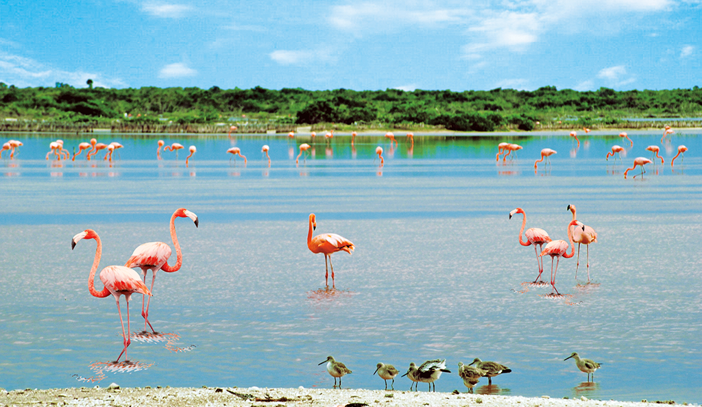 Flamencos en Yucatan