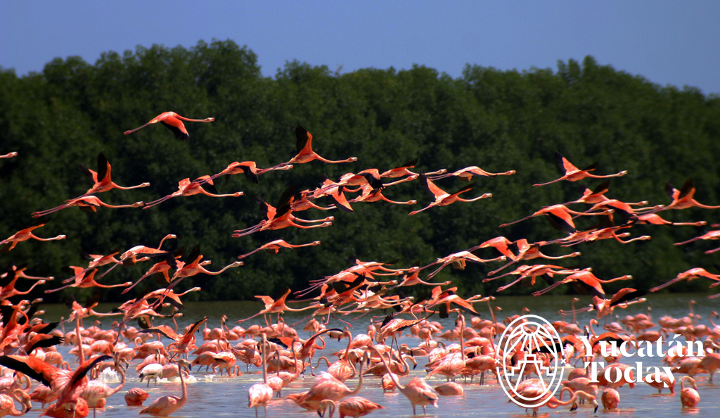 Celestun-flamingos-Dec-07-2023-05-32-12-0639-AM