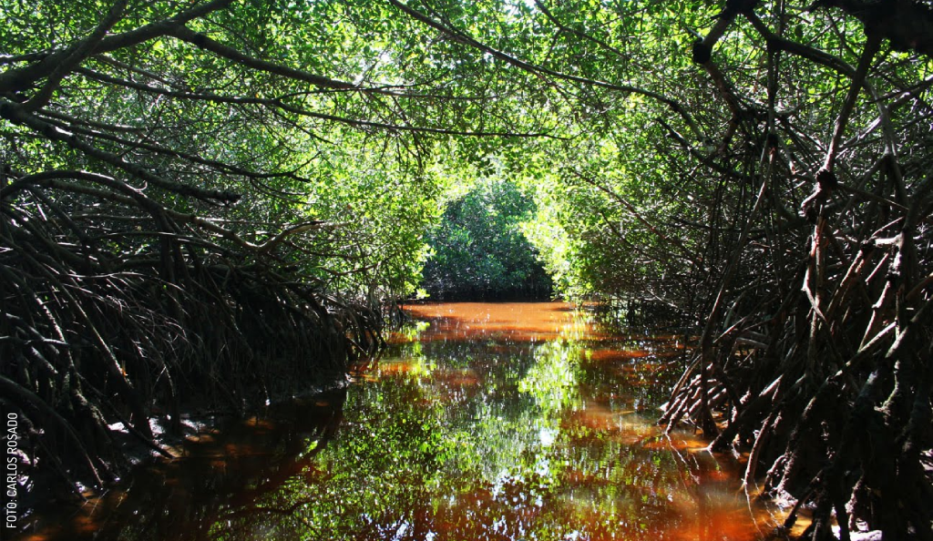 <span id="hs_cos_wrapper_name" class="hs_cos_wrapper hs_cos_wrapper_meta_field hs_cos_wrapper_type_text" style="" data-hs-cos-general-type="meta_field" data-hs-cos-type="text" >Reconnect and Recharge - Kayaking Yucatán’s Mangroves</span>