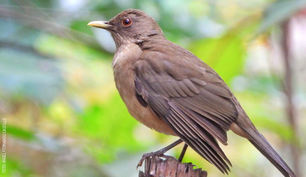 Aves de Yucatan Mirlo Cafe