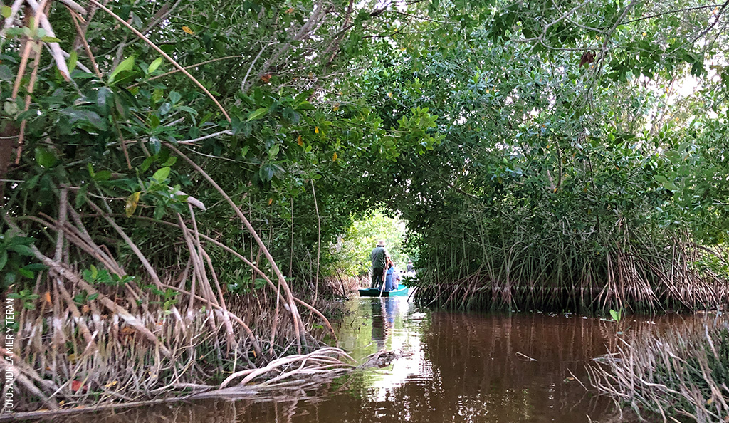 Manglares de Yucatan