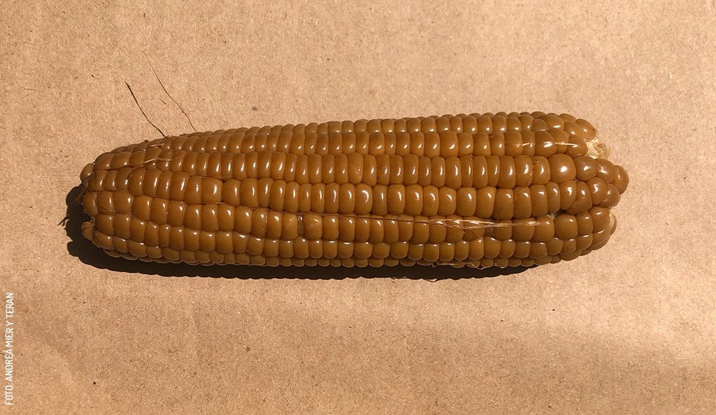 Elote Pibinal 