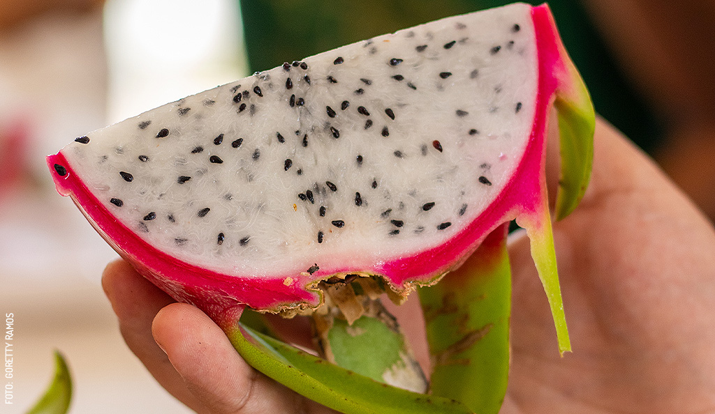 Pitahaya yucateca