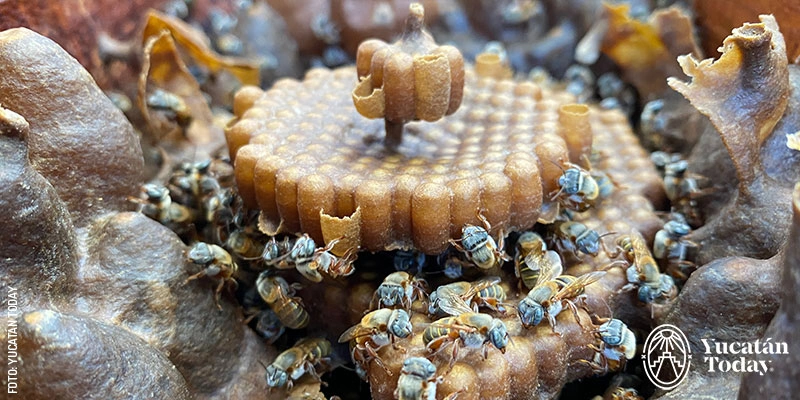 The stingless Melipona bees of Meliponario Lool-Ha, a must-visit stop during your trip to Maní.