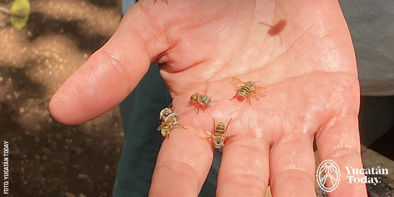 Hand with Melipona stingless bees. This species resides in the Yucatán Peninsula and do not have stingers, so you can feel safe at all times, and they possess many medicinal properties.