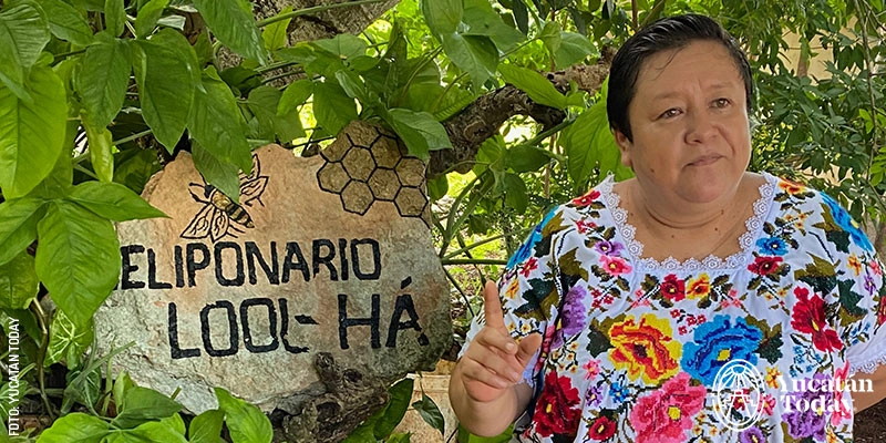 Doña Elizabeth Interián welcomes you to Meliponario Lool-Ha where there are only women and a lot of ancient Maya magic alongside Melipona stingless bees.
